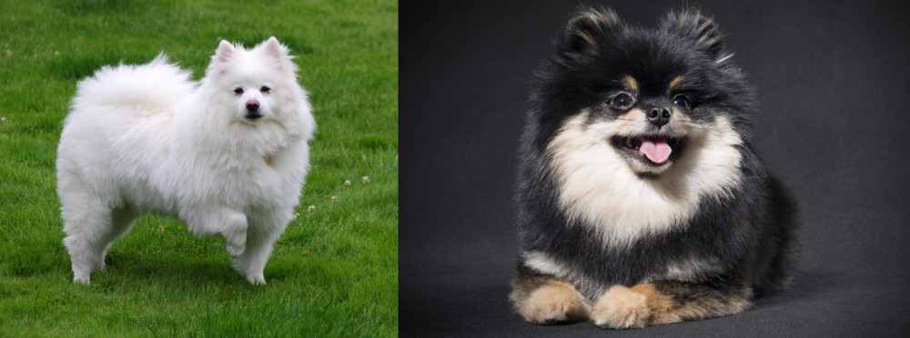 German Spitz (Klein) vs American Eskimo Dog - Breed Comparison