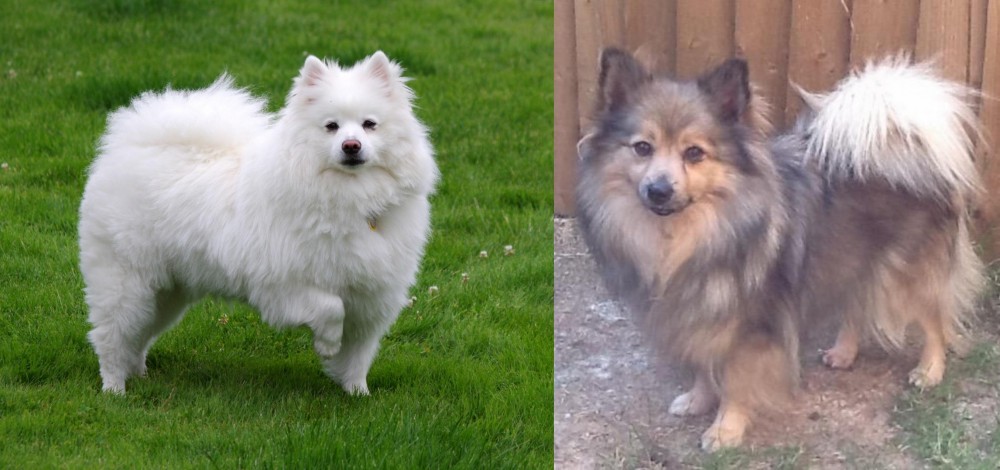 German Spitz (Mittel) vs American Eskimo Dog - Breed Comparison