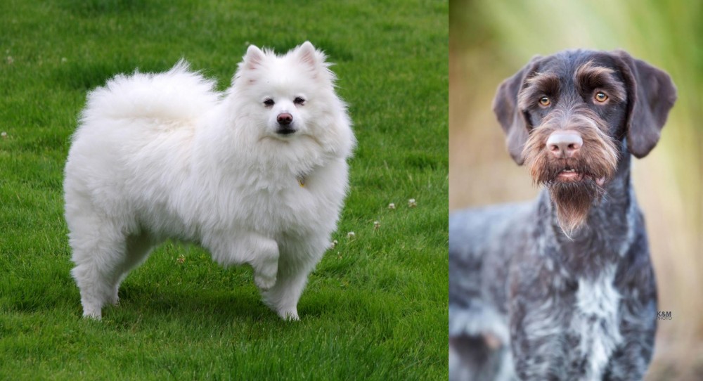 German Wirehaired Pointer vs American Eskimo Dog - Breed Comparison