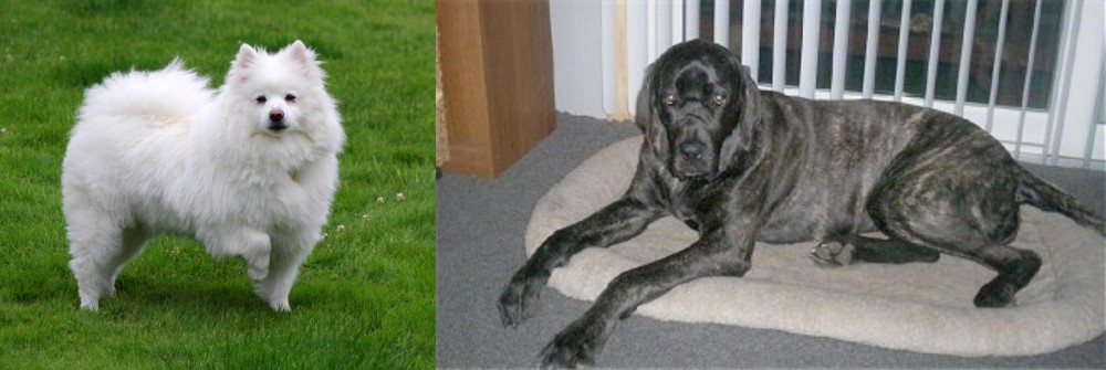 Giant Maso Mastiff vs American Eskimo Dog - Breed Comparison