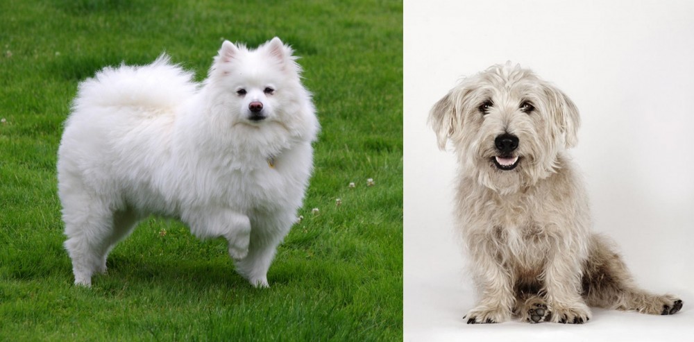 Glen of Imaal Terrier vs American Eskimo Dog - Breed Comparison