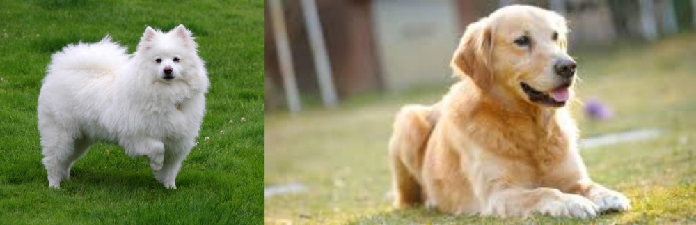 Goldador vs American Eskimo Dog - Breed Comparison