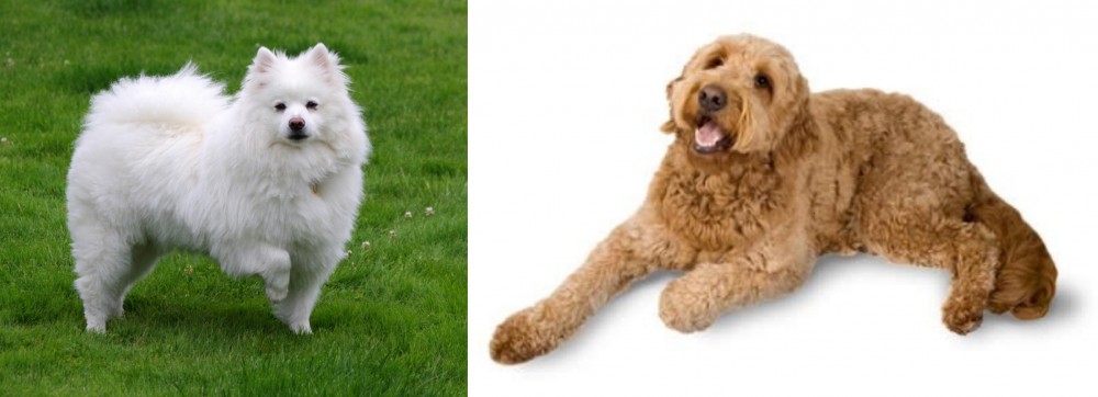 Golden Doodle vs American Eskimo Dog - Breed Comparison