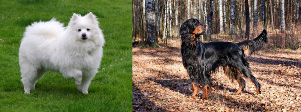 Gordon Setter vs American Eskimo Dog - Breed Comparison