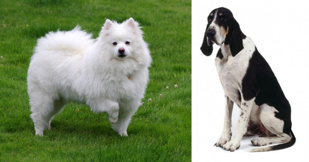 Grand Anglo-Francais Blanc et Noir vs American Eskimo Dog - Breed Comparison
