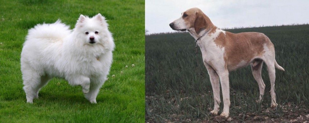 Grand Anglo-Francais Blanc et Orange vs American Eskimo Dog - Breed Comparison