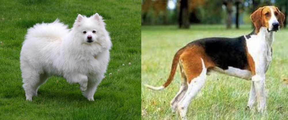 Grand Anglo-Francais Tricolore vs American Eskimo Dog - Breed Comparison