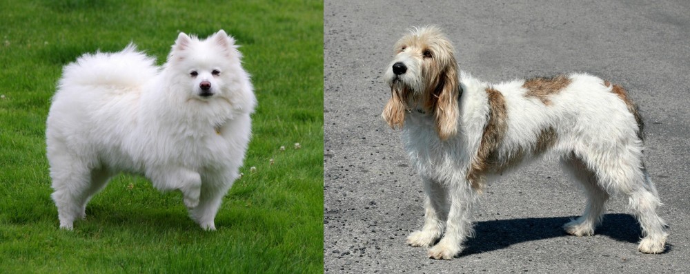Grand Basset Griffon Vendeen vs American Eskimo Dog - Breed Comparison