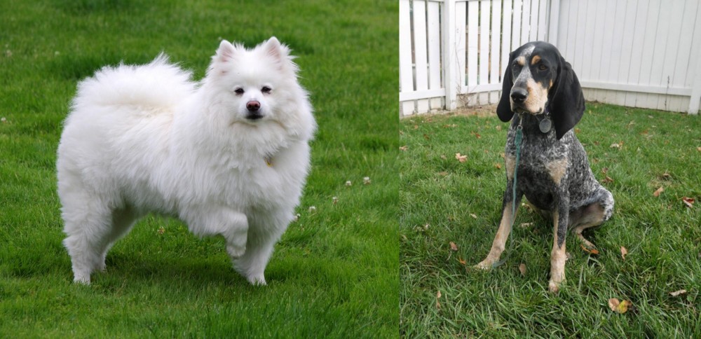 Grand Bleu de Gascogne vs American Eskimo Dog - Breed Comparison