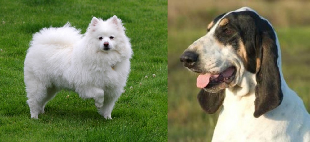 Grand Gascon Saintongeois vs American Eskimo Dog - Breed Comparison