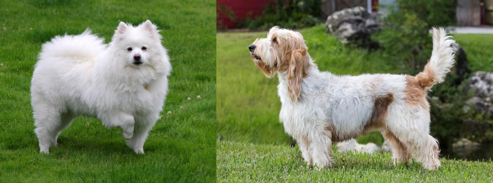 Grand Griffon Vendeen vs American Eskimo Dog - Breed Comparison