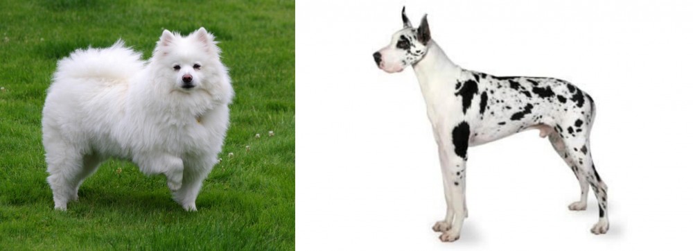 Great Dane vs American Eskimo Dog - Breed Comparison