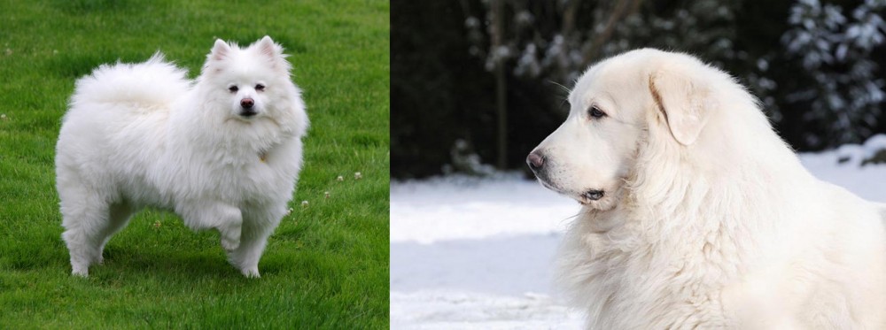 Great Pyrenees vs American Eskimo Dog - Breed Comparison
