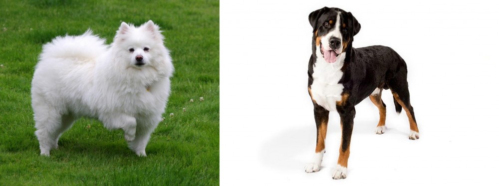 Greater Swiss Mountain Dog vs American Eskimo Dog - Breed Comparison