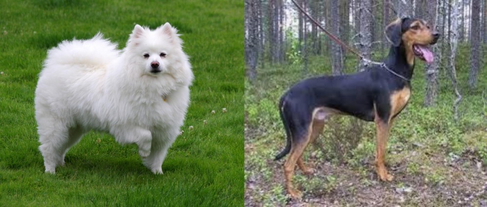 Greek Harehound vs American Eskimo Dog - Breed Comparison