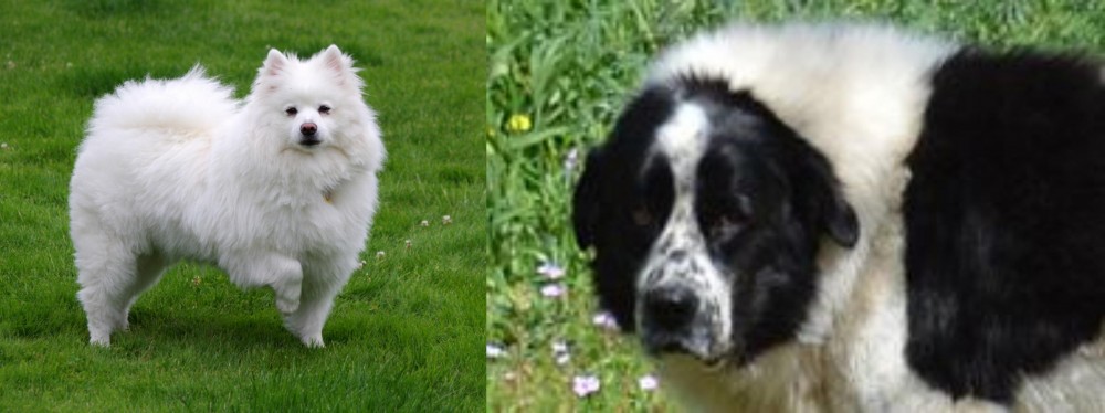 Greek Sheepdog vs American Eskimo Dog - Breed Comparison