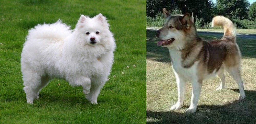 Greenland Dog vs American Eskimo Dog - Breed Comparison