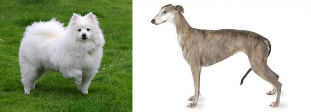 Greyhound vs American Eskimo Dog - Breed Comparison