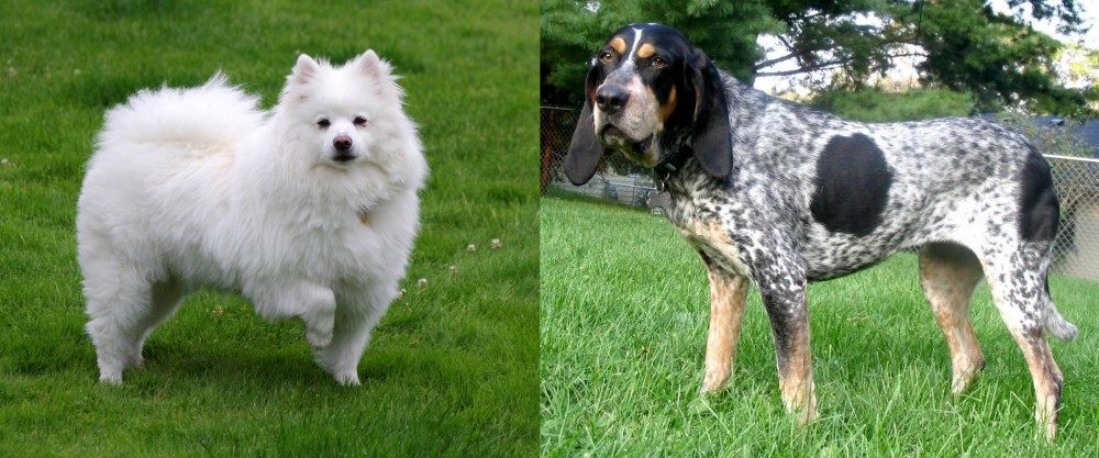 Griffon Bleu de Gascogne vs American Eskimo Dog - Breed Comparison