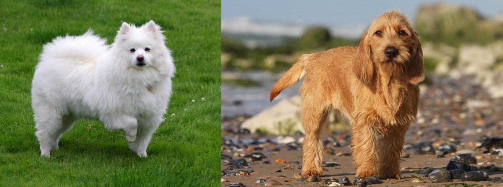 Griffon Fauve de Bretagne vs American Eskimo Dog - Breed Comparison