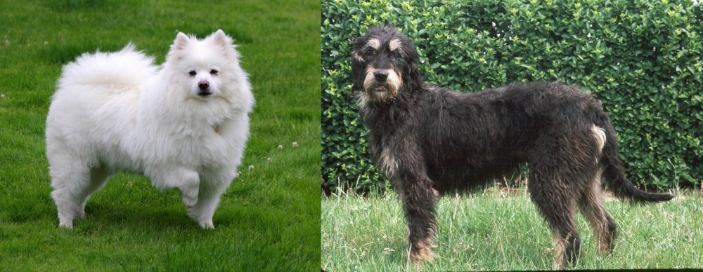 Griffon Nivernais vs American Eskimo Dog - Breed Comparison