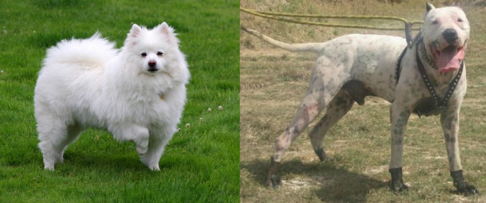 Gull Dong vs American Eskimo Dog - Breed Comparison