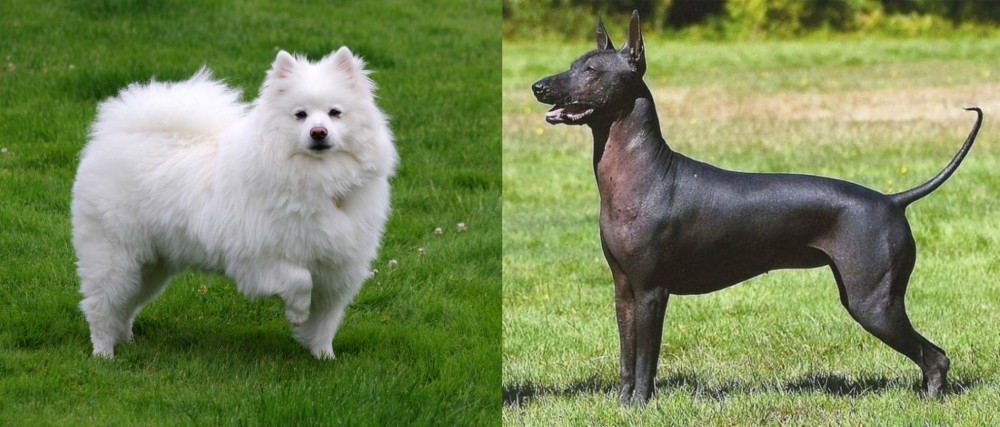 Hairless Khala vs American Eskimo Dog - Breed Comparison