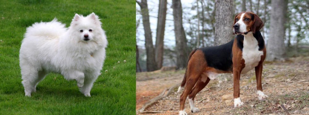 Hamiltonstovare vs American Eskimo Dog - Breed Comparison