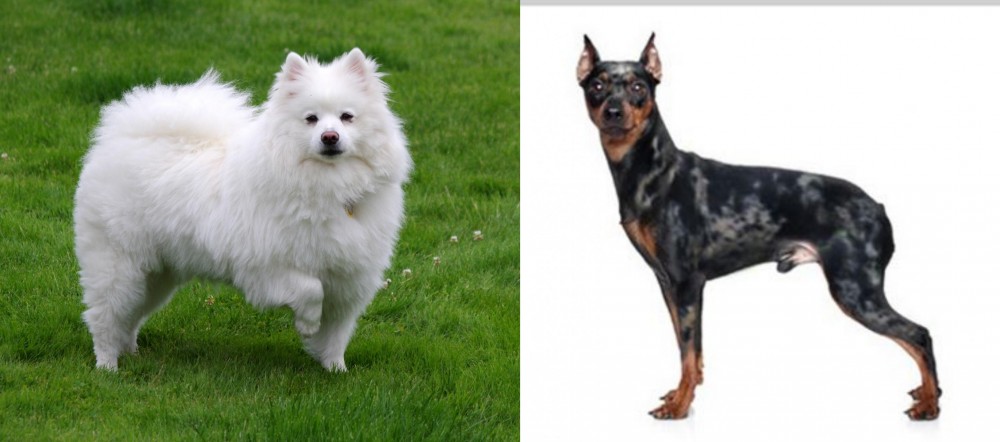 Harlequin Pinscher vs American Eskimo Dog - Breed Comparison