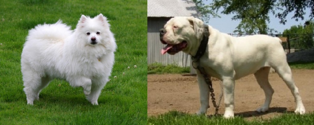 Hermes Bulldogge vs American Eskimo Dog - Breed Comparison