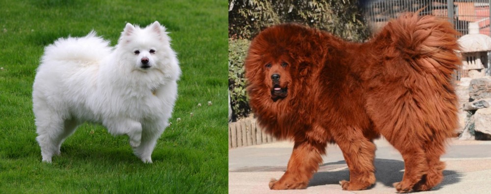 Himalayan Mastiff vs American Eskimo Dog - Breed Comparison