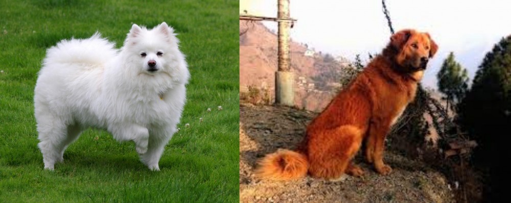 Himalayan Sheepdog vs American Eskimo Dog - Breed Comparison