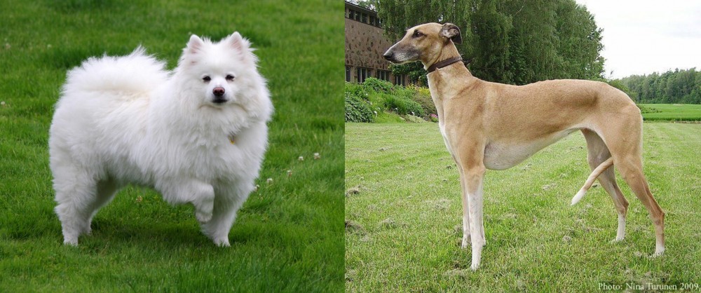 Hortaya Borzaya vs American Eskimo Dog - Breed Comparison