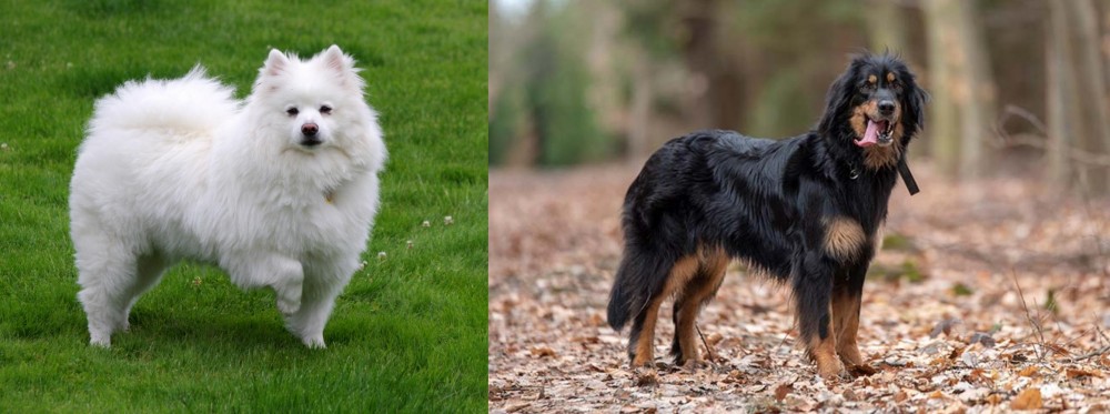 Hovawart vs American Eskimo Dog - Breed Comparison