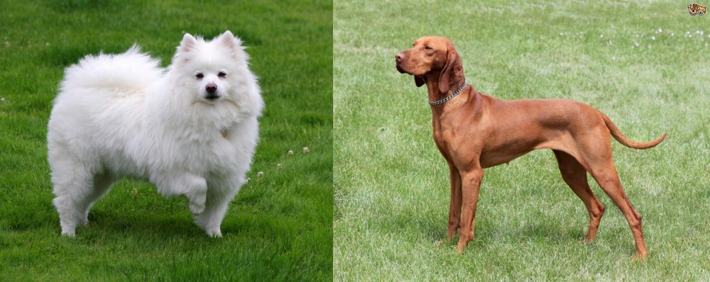 Hungarian Vizsla vs American Eskimo Dog - Breed Comparison