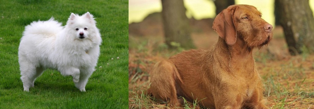 Hungarian Wirehaired Vizsla vs American Eskimo Dog - Breed Comparison