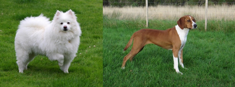 Hygenhund vs American Eskimo Dog - Breed Comparison