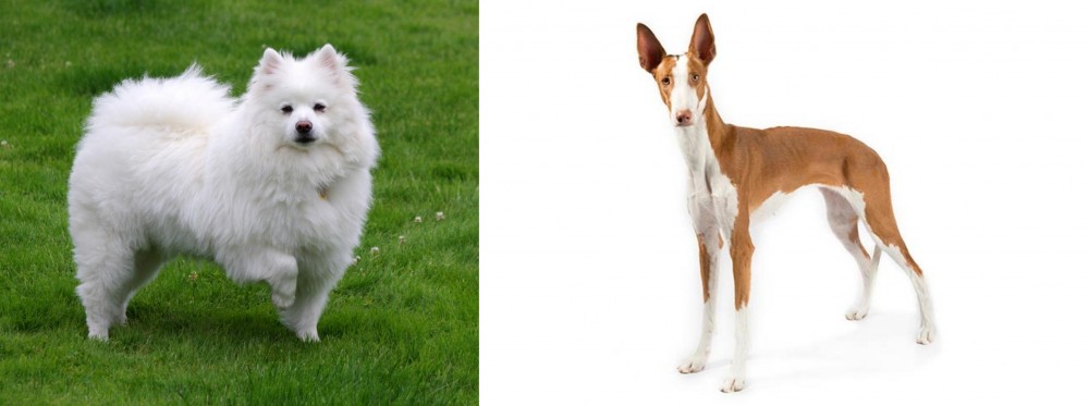 Ibizan Hound vs American Eskimo Dog - Breed Comparison