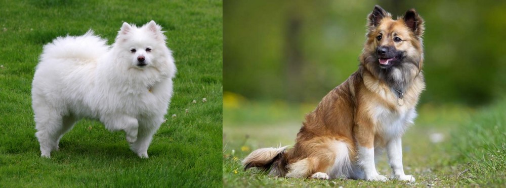 Icelandic Sheepdog vs American Eskimo Dog - Breed Comparison