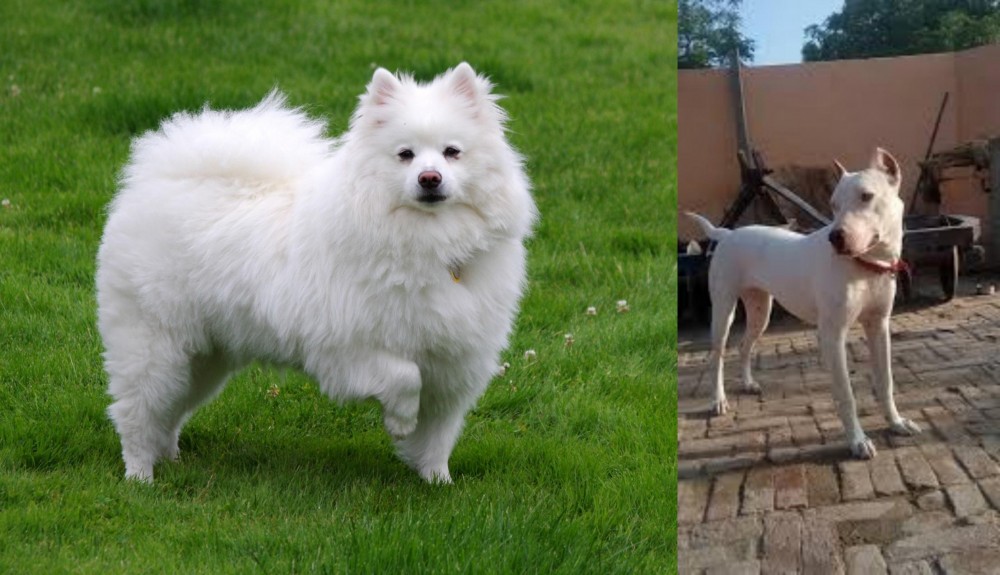 Indian Bull Terrier vs American Eskimo Dog - Breed Comparison