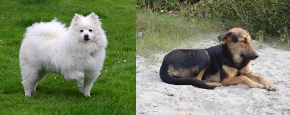 Indian Pariah Dog vs American Eskimo Dog - Breed Comparison