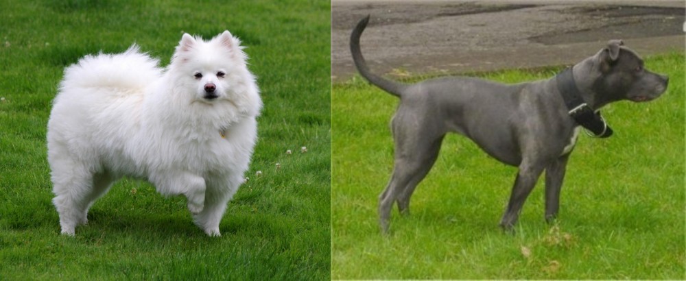 Irish Bull Terrier vs American Eskimo Dog - Breed Comparison