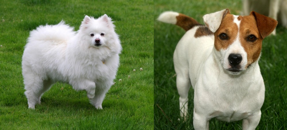 Irish Jack Russell vs American Eskimo Dog - Breed Comparison