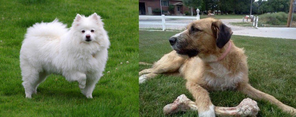 Irish Mastiff Hound vs American Eskimo Dog - Breed Comparison