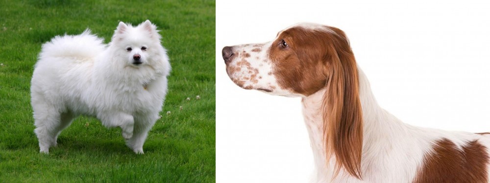 Irish Red and White Setter vs American Eskimo Dog - Breed Comparison