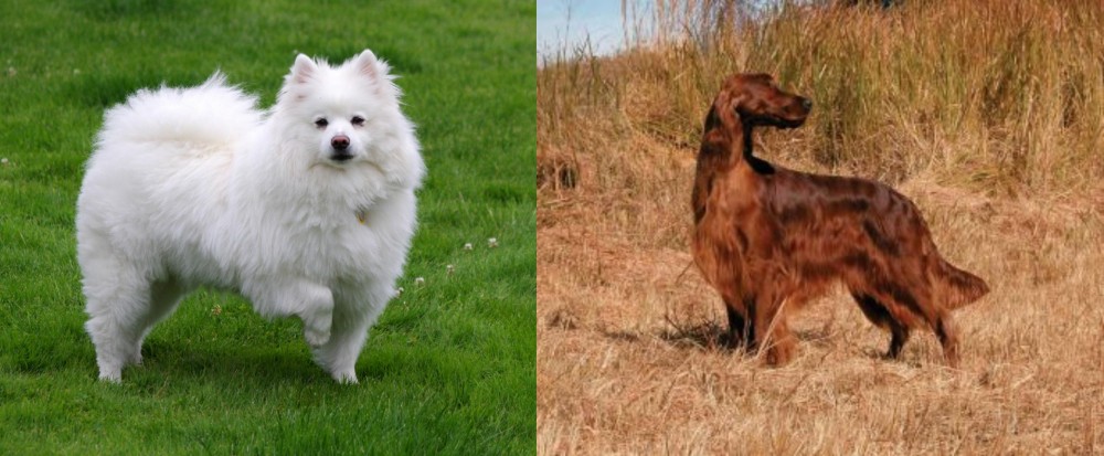 Irish Setter vs American Eskimo Dog - Breed Comparison