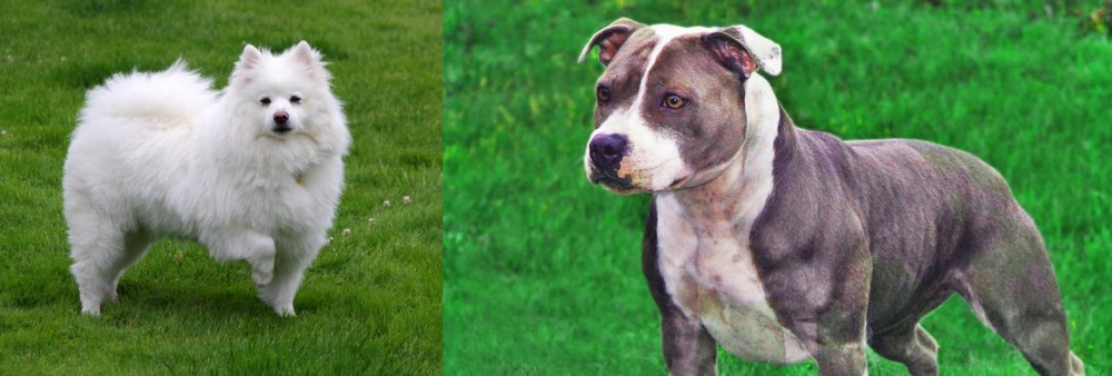 Irish Staffordshire Bull Terrier vs American Eskimo Dog - Breed Comparison