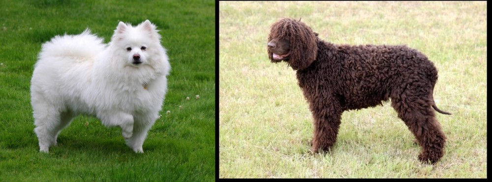 Irish Water Spaniel vs American Eskimo Dog - Breed Comparison