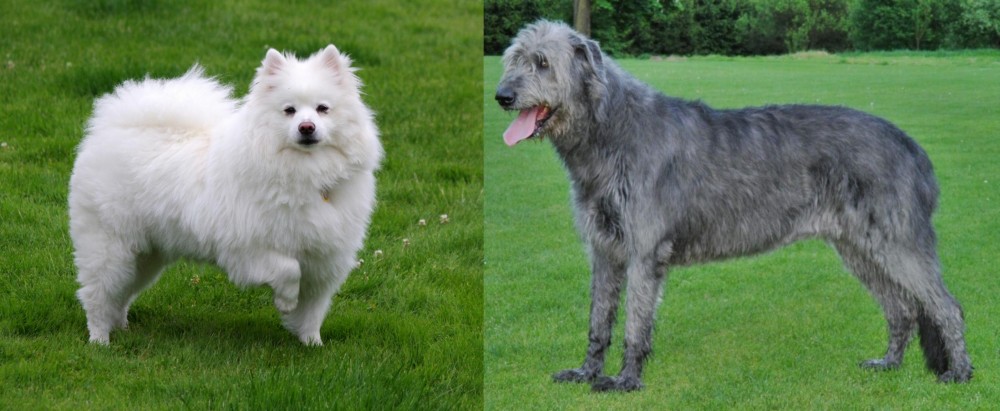 Irish Wolfhound vs American Eskimo Dog - Breed Comparison