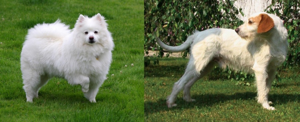 Istarski Ostrodlaki Gonic vs American Eskimo Dog - Breed Comparison